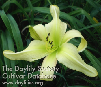 Daylily Risen Star